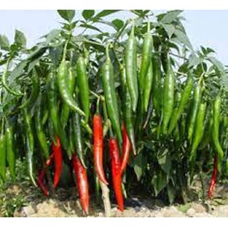 20 hạt giống ớt dài hàn quốc loại hơi cay (ớt trái dài)