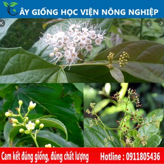cây xạ đen giống chuẩn