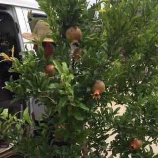 Cây 🌲 Lựu đỏ ấn Độ đang hoa
