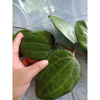 Mô Hình Đồ Chơi Nhân Vật Hoyalatifolia