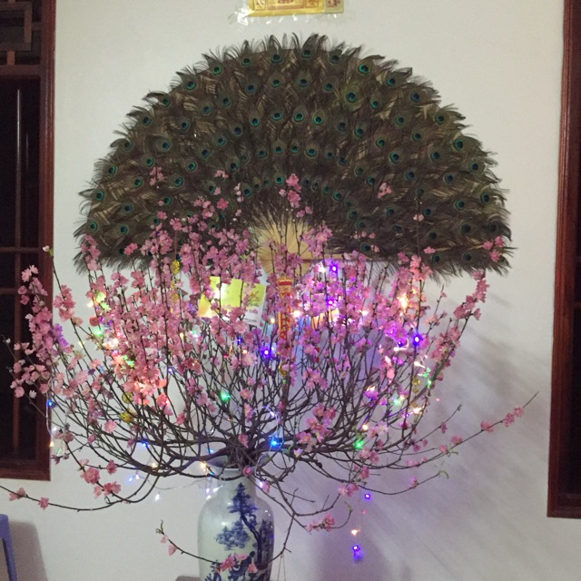 combo lông công tự nhiên của khách