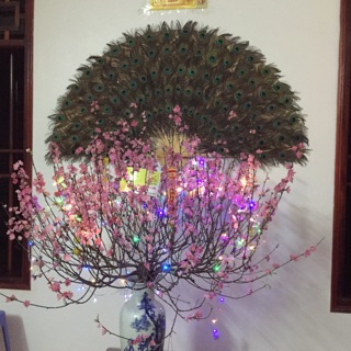 Combo lông công tự nhiên của khách
