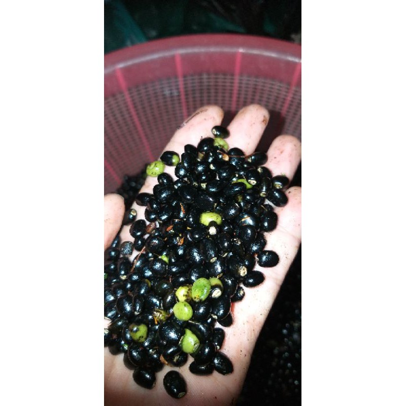 Hạt mai giảo  lựa bông đẹp