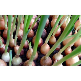 Gói 1g hạt giống hành củ