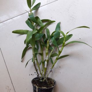 Lan denro xuân trưởng thành