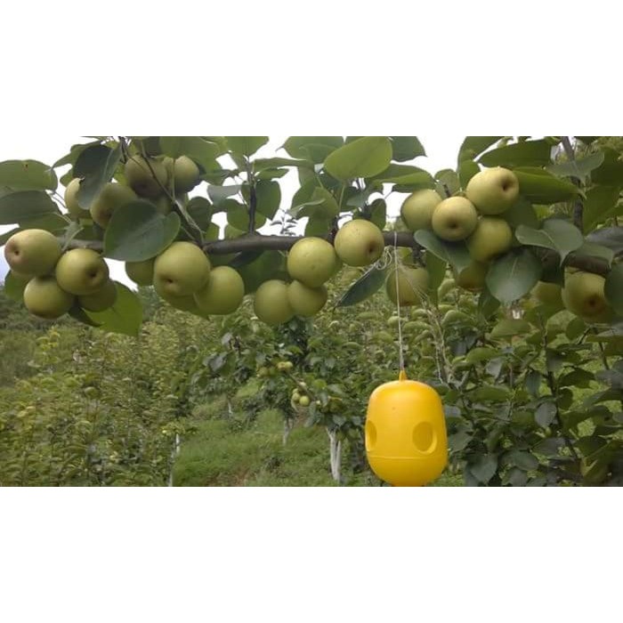 Cây giống lê vàng - lê xanh - lê nâu tứ quý