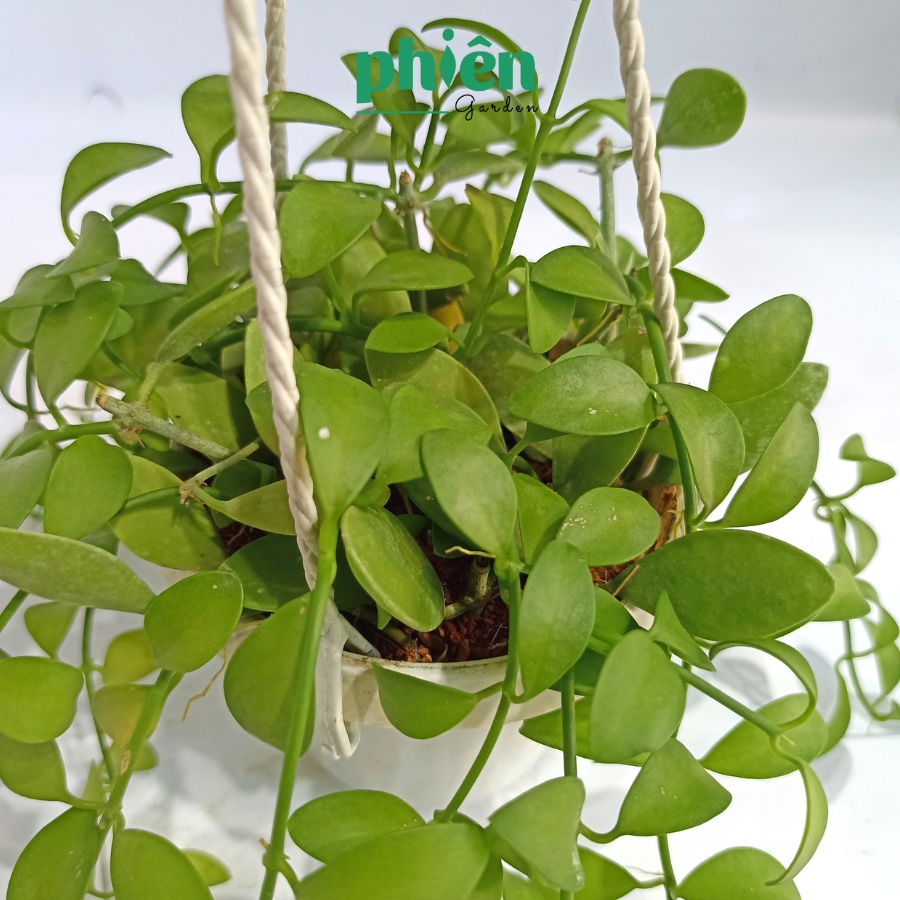 Cây Lan Hạt Dưa kèm chậu treo, Cây Lan Đô La lá rũ