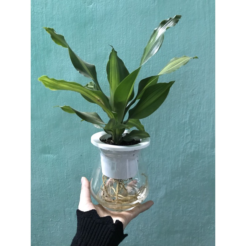 Thiết mộc lan thuỷ sinh để bàn - xanhshop22