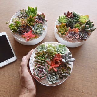 Chậu sen đá mix