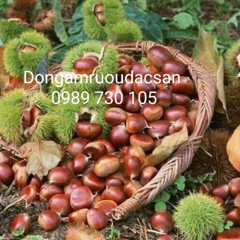 Hat Dẻ Trùng Khánh Cao Bằng Hạt To VIP 1KG