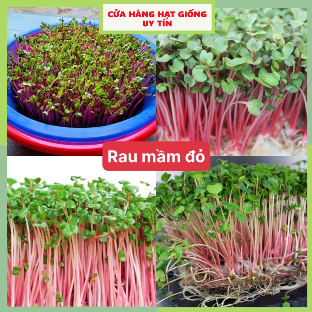 Hạt giống rau mầm củ cải đỏ dễ trồng kháng bệnh tốt năng suất cao gói 300 hạt cửa hàng hạt giống uy tín