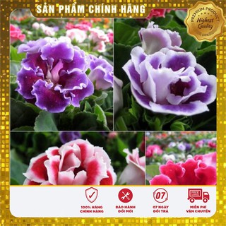 Hạt giống Hoa Tử La Lan 4-5 hạt