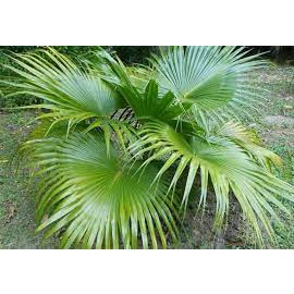 Cây giống Cọ Chỉ