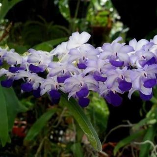 Hoa lan hải yến tím