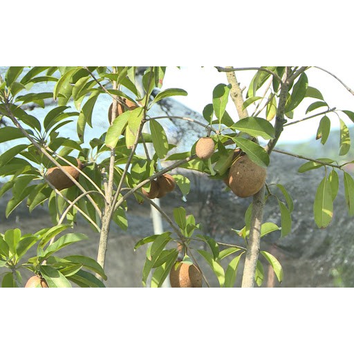 Cây hồng xiêm xoài - cây giống F1 cho trái to và ngọt thân cao 60-70cm ra trái siêu sớm chỉ sau 6 tháng trồng