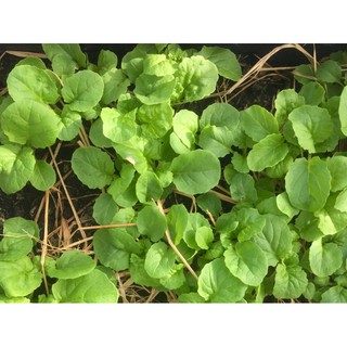 Hạt Giống Cải Bẹ Dún nhãn Tâm Nông