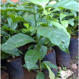 Cây cà phê vối TR4 (cao sản)