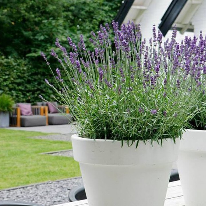 Cây hoa lavender hoa màu tím - cây khỏe giống dentata