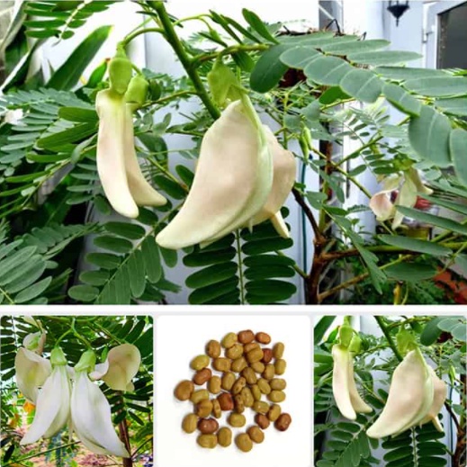 Gói 200g Hạt Giống Cây So Đũa   - Hạt Giống Cỏ Chăn Nuôi Dê, Bò, Ngựa, Trâu, Cá