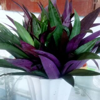 Cây sò huyết( 4 cây) , tạo cảnh và nấu nước mát