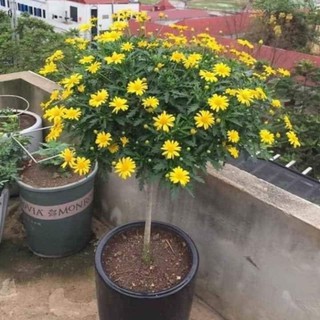 100 hạt giống cúc thân gỗ
