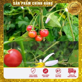 Hạt giống cây cà gai leo vị thuốc quý dễ trồng