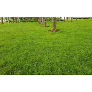 Hạt giống cỏ nhung (tặng kèm phân bón và kích mầm)