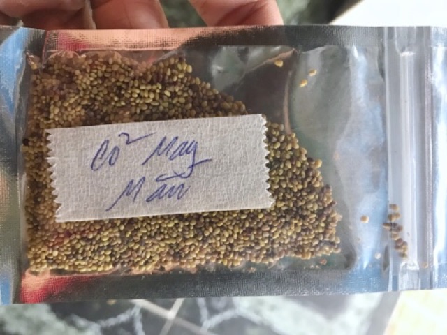 HẠT GIỐNG THỦY SINH CỎ MAY MẮN 10g