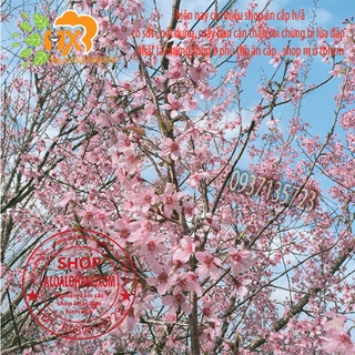 combo 5 cây mai anh đào cây con [ cây giống ]