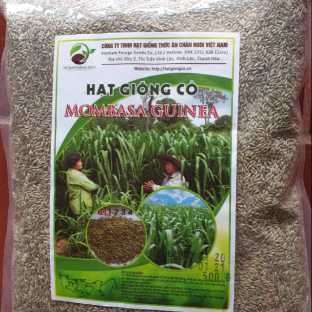 Hạt giống cỏ sả lá lớn Mombasa guinea khối lượng 500g/ gói #hatgiongco #hạt cỏ sả #cỏ chăn nuôi