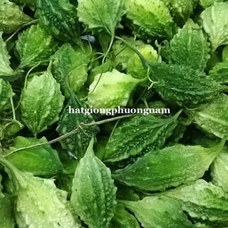10h - hạt giống khổ qua rừng