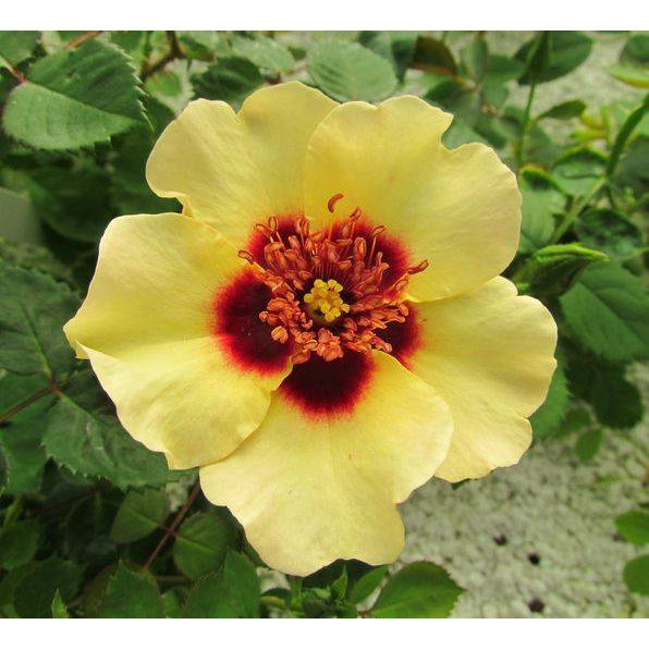 Hoa hồng ngoại Eyeconic Lemonade yellow