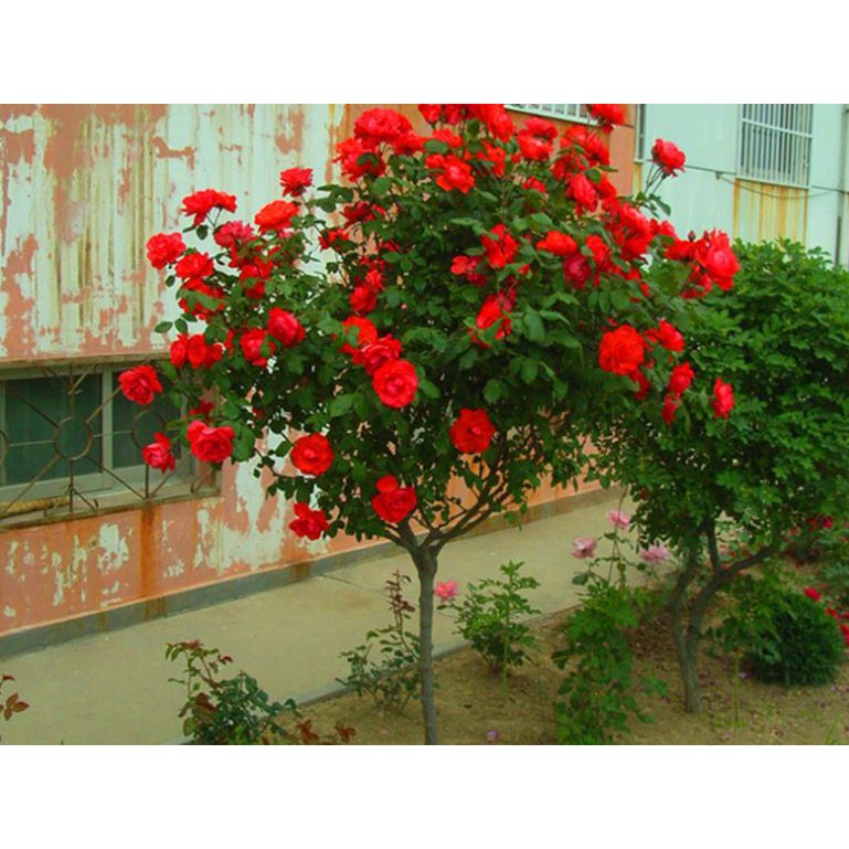 Hạt giống Hoa Hồng Thơm mini nhiều màu Rose mini Seeds Dễ trồng