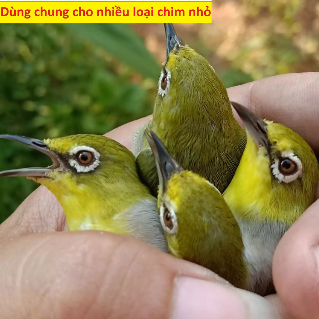 Dây xích chân chim Hút Mật, Vành khuyên, Sâu đầu đỏ, và nhiều loại chim nhỏ khác