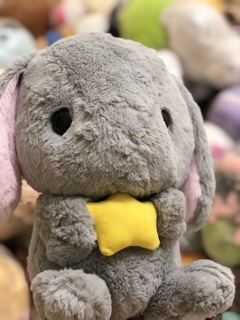 Thỏ cute đáng yêu (ảnh thật)