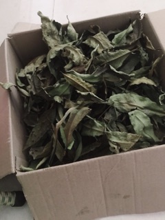 Lá vối tươi khô