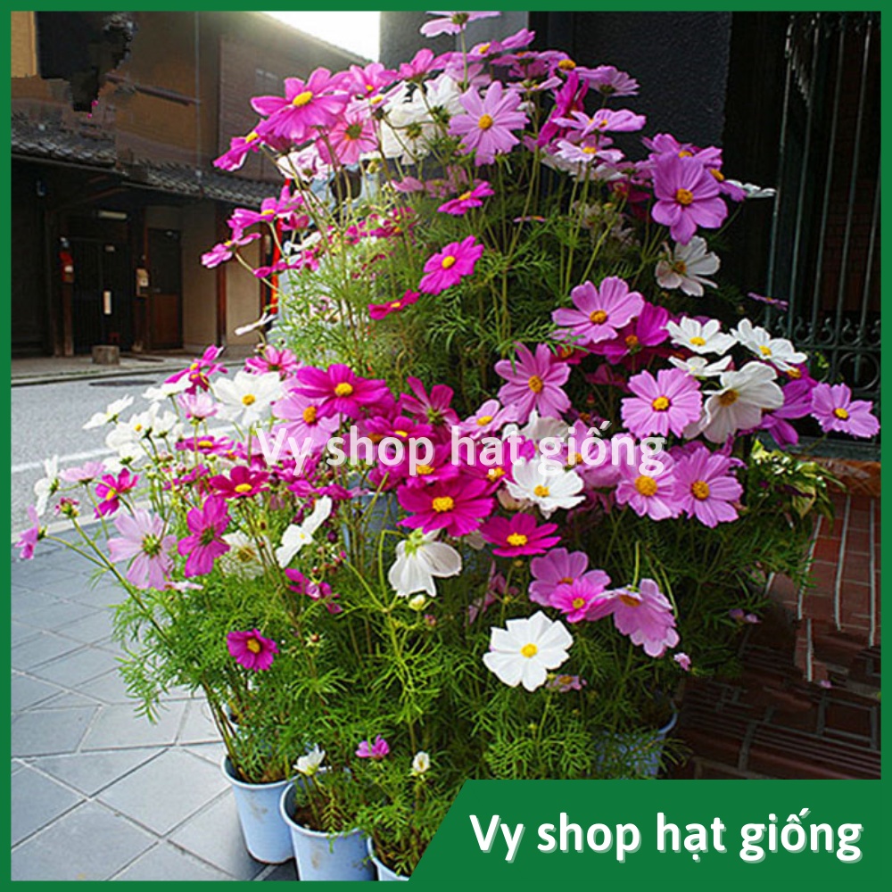 100gr hạt giống sao nhái  mix 18 màu - khoảng 10.000 hạt