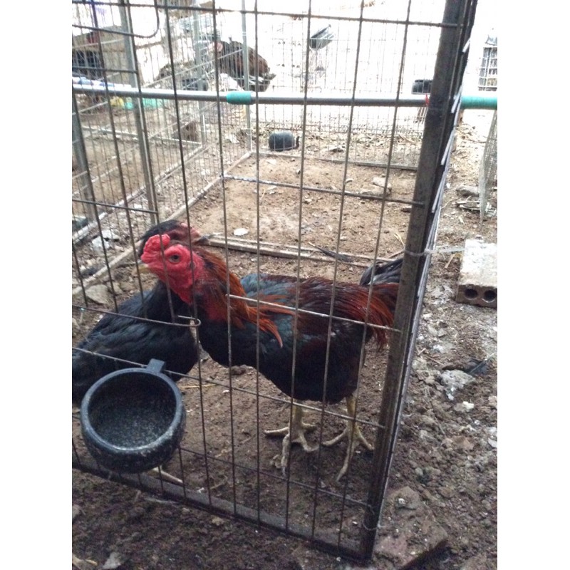 lồng ghép 60 tới m2 vuông gà chọi