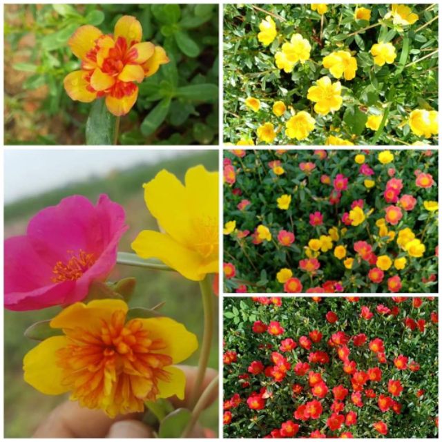 Hoa Sam và Hoa Mười Giờ 10h_ Cành giống  1kg 50k