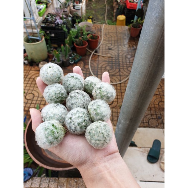 Xương rồng mami Plumosa lông trắng mềm mại, size 3cm