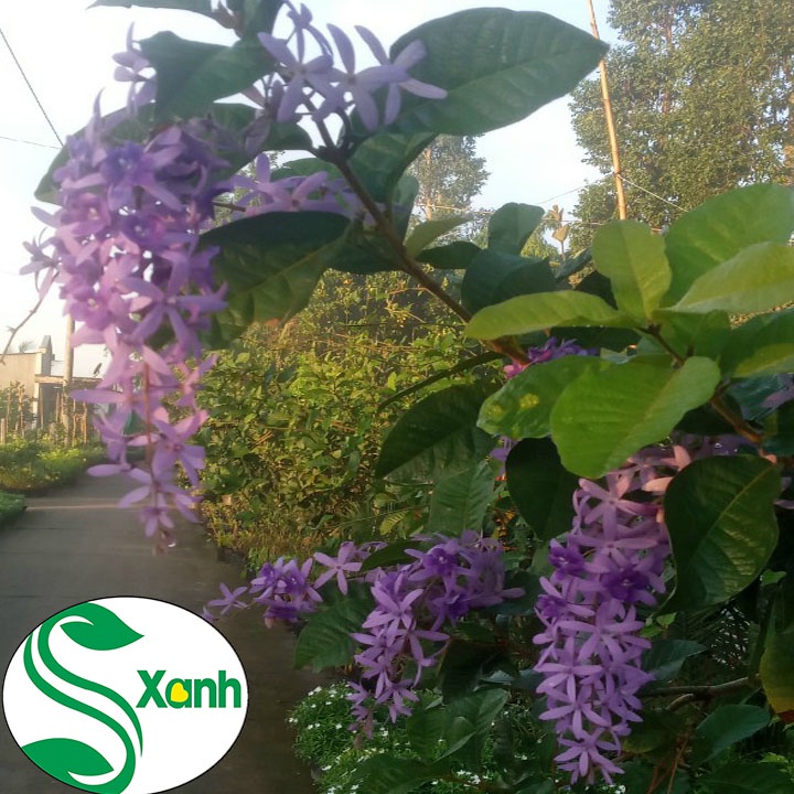 Hoa Mai Xanh Thái Lan