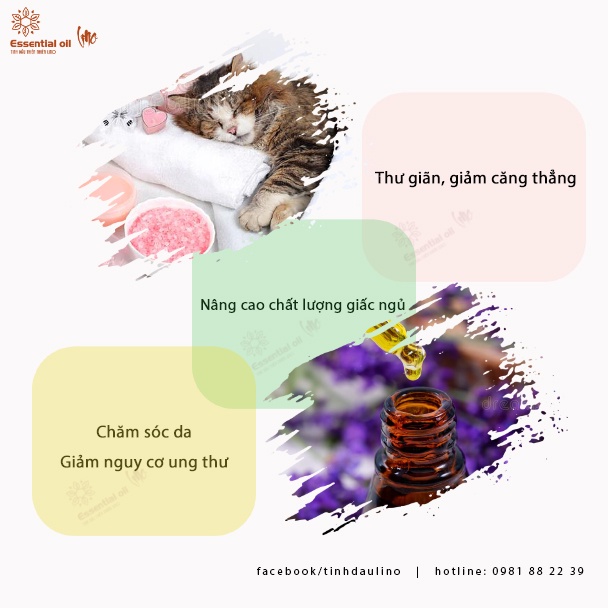 Tinh dầu tràm (tràm gió) LINO lọ 10ml, tinh dầu thiên nhiên nguyên chất, giúp thơm phòng, khử mùi, khử khuẩn