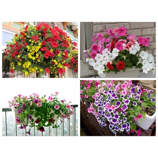 Hạt giống dạ yến thảo mix màu (tặng kèm phân bón và kích mầm)