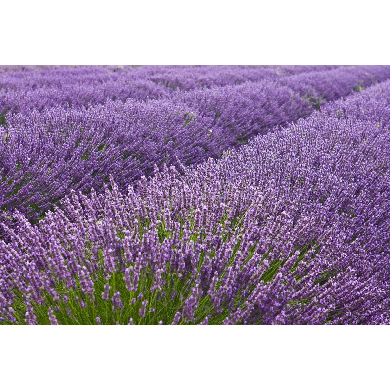 Nụ hoa oải hương lavender khô 20g (làm trà, để thơm phòng hoặc xông mặt làm đẹp)