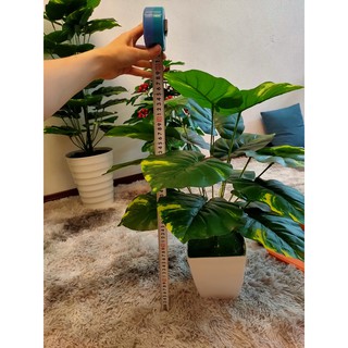 CÂY TRẦU BÀ ĐỐM 18 LÁ TO - 60cm