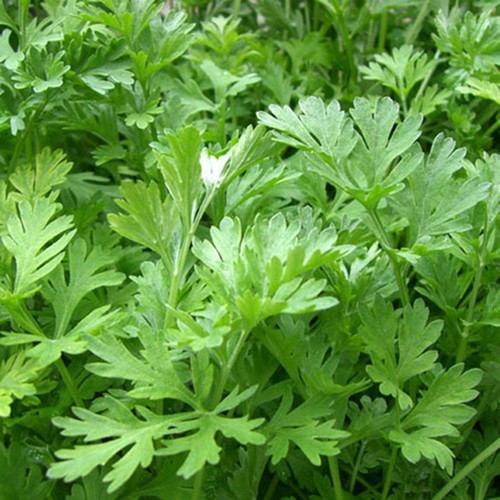 [HỘP 50 CÁI] Miếng Dán Thải Độc Bàn Chân Ngải Cứu Nội Địa Trung - MÓN QUÀ CHO SỨC KHỎE