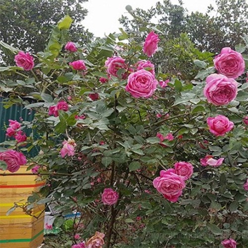 COMBO 2 BẦU GIỐNG Hoa hồng cổ Sapa – Hoa hồng rực rỡ xứ Tây Bắc, bầu cây giống hàng dâm cành từ nguyên bản cây mẹ - CB2B