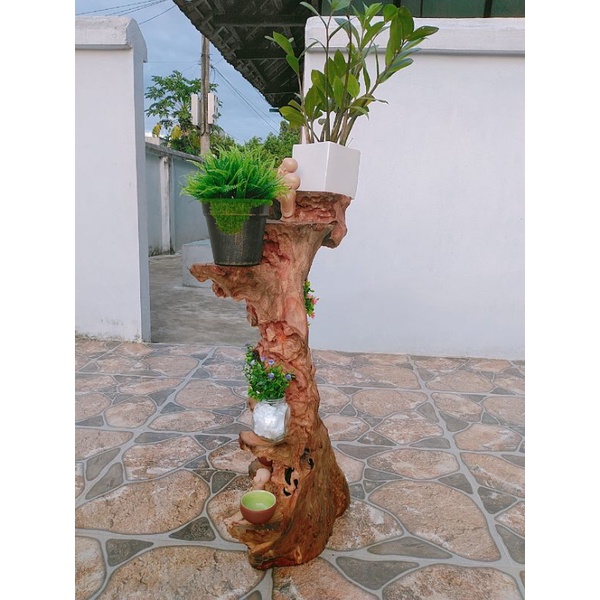 Kệ bonsai lũa xá xị