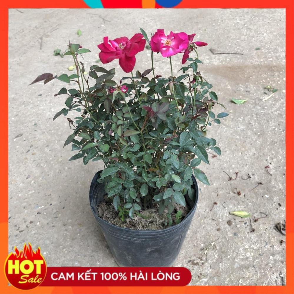 Cây hoa hồng quế, Cao 15-20cm, Nhiều nhánh sum suê cây có hoa nở đẹp thơm nhẹ dễ trồng.