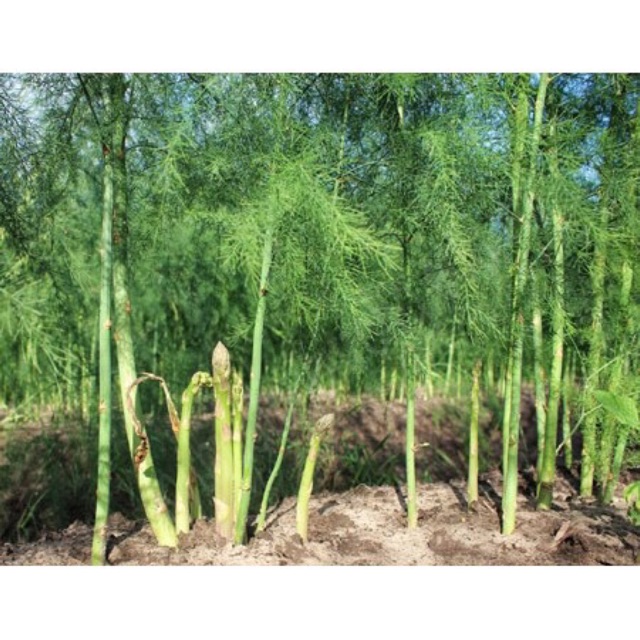 Hạt giống măng tây- gói 20 hạt